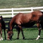 Three wins – but no Valentine – for trainer Javier Contreras