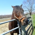 Herbicide-sprayed road to Louisville may impact Virginia Derby