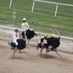 Midlantic trainers will miss special rider, person Ramon Dominguez