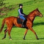 Eclipse Award finalists announced