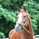 Who do you like? Derby Bill on the Virginia Derby