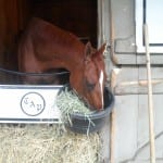 Virtual “Road to Breeders’ Cup” service announced