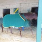 Trainer Gary Capuano notches victory number 1,000