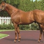 Top Maryland sire Not for Love pensioned