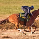 Bacopa Breeze blows to Smart Halo victory