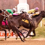 Bacopa Breeze blows to Smart Halo victory