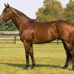Kentucky Derby winner Giacomo to headline new Maryland stallion operation