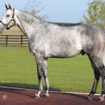 Saturday’s Midlantic Breeders’ Cup connections