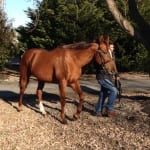 Usually calm Victor Carrasco finds himself happily flummoxed at Eclipse Awards