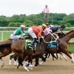 96 compete in MHBA Yearling Show
