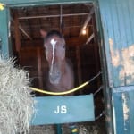 July 31: Midlantic-breds in Saratoga stakes