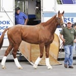 The Racing Biz story nominated for Bergstein Award