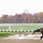 Ben’s Cat among Vox Populi nominees