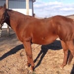 At Fasig-Tipton Mixed, it’s in with the new