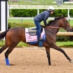 Hard-hitting field to line up in Pimlico Special