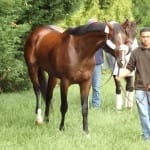 Include Betty looks for redemption in Black-Eyed Susan