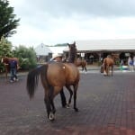 Thoroughbred Charities of America names Merit Award winners