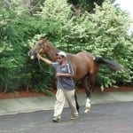 Meadowlands set for Wednesday opener with reduced takeout