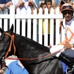 Golden Lad to stand at Northview