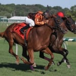 “Horse for course” Galiana heads Tax Free Shopping