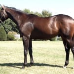 Parx horse has equine herpesvirus positive