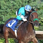 For Campbell Wilson, it’s the horses that count