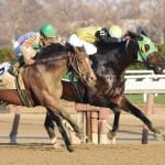 Mares bred report shows shifts, decline in region