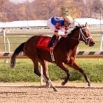 Noble Bird aims to soar above Special competition