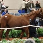 NJ-bred Sunny Ridge earns Withers win