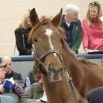 Pace scenarios: Handicapping Governor’s Day, Tax Free Shopping Distaff