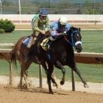 Sunny Ridge named top NJ-bred of 2016