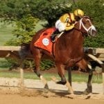 Black-Eyed Susan graded stakes wagering guide released