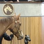 El Areeb among 15 Maryland-based Triple Crown nominees