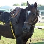 With big weekend looming, McCraken retains top spot in NTRA top 3yo poll