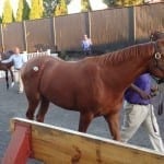 Chris Griffin: Hoops, hot rods, and horses