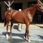 Fasig-Tipton: Average up, buyback rate down in early selling