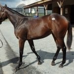 Midlantic-breds drive yearling sale market