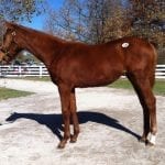 November 2 racing highlights: Trouble Kid wows ’em