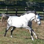 Irace seeking “a shot” for Monmouth Park