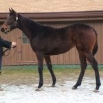 El Areeb among 15 Maryland-based Triple Crown nominees