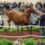 Caution in the air for Fasig-Tipton yearling sale