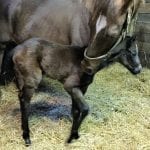 Virginia wagering rises in first quarter