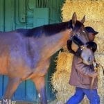 Multiplier, Senior Investment have final pre-Preakness works