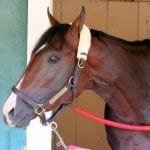 Stellar Wind moves to head of Top Midlantic-bred Poll
