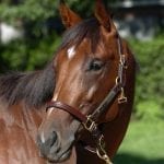 For Pimlico stall manager Overmier, two weeks of 24-7