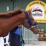Jen Roytz named Retired Racehorse Project executive director