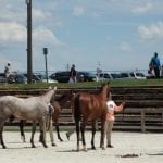 Maryland Million program announced