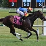 Delaware Park Racing Notebook, Vol. 8
