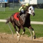 Horse books for the holidays: Missionville book review