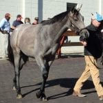 Preakness Memories: The redemption song of Tabasco Cat